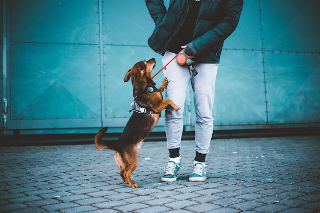 Seção baixa de pessoa com cão na calçada