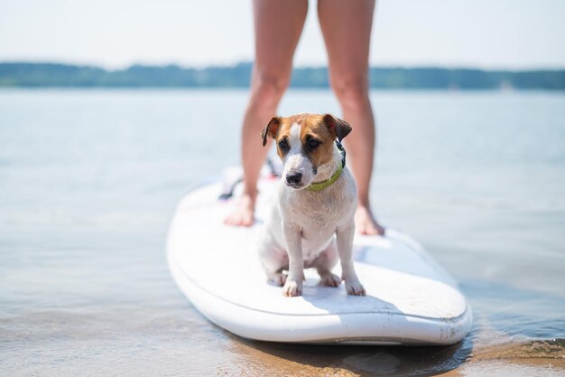 Foto seção baixa de pessoa com cão na costa do mar