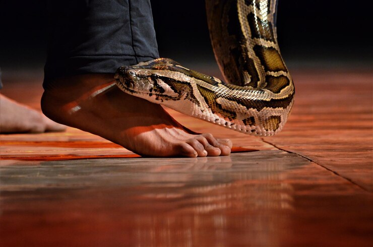 Foto seção baixa de pessoa com cobra em mesa de madeira