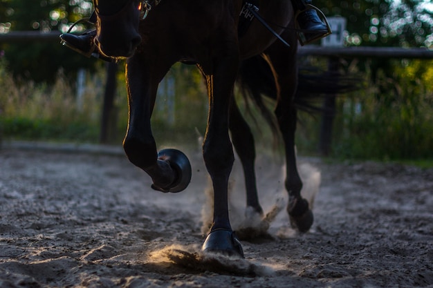 Foto seção baixa de pessoa montada a cavalo