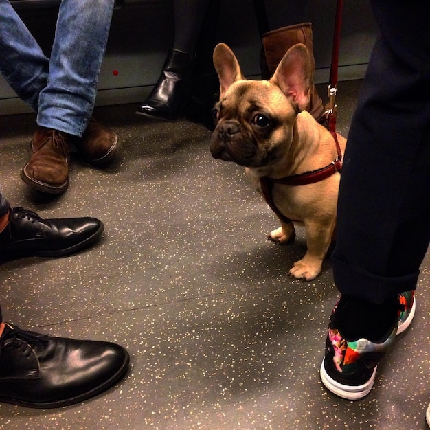 Foto seção baixa de pessoas com cão no chão