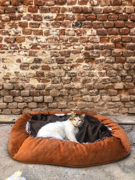 Foto seção baixa de um gato vagabundo de pé contra uma parede de tijolos