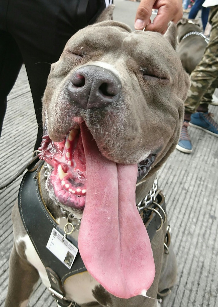 Foto seção baixa de um homem com um cão com a língua fora