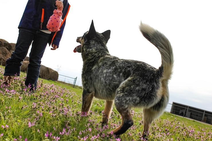Foto seção baixa de um homem segurando um brinquedo enquanto está de pé junto a um cão de gado australiano brincalhão no campo contra um céu claro