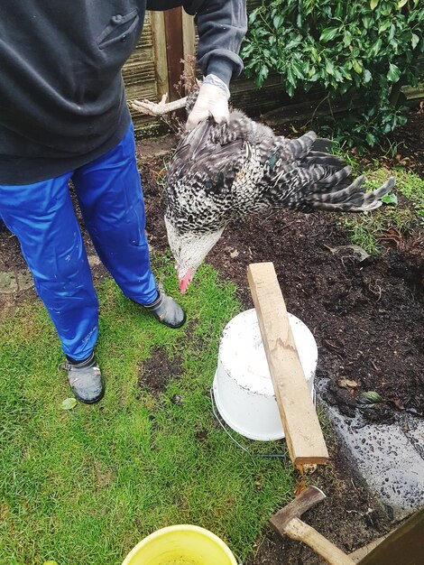 Foto seção baixa de um homem segurando uma galinha morta no campo