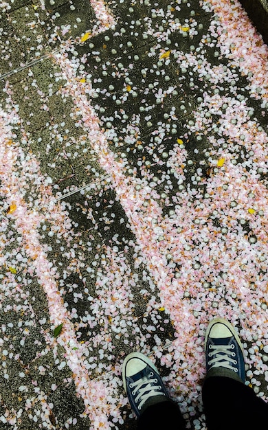 Foto seção baixa de uma pessoa de pé em pétalas de flores em uma calçada