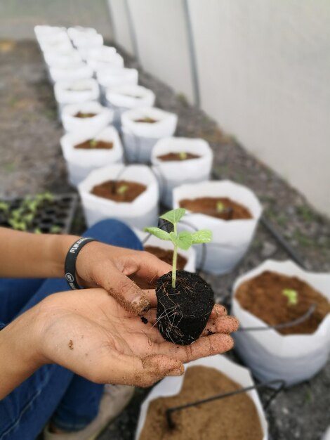 Foto seção baixa de uma pessoa plantando mudas no quintal