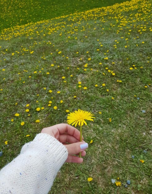 Foto seção baixa de uma pessoa segurando uma flor amarela no campo