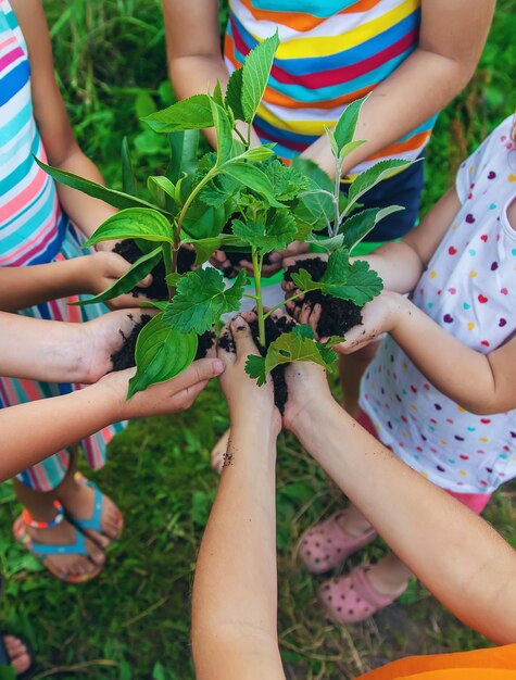 Foto seção inferior da planta de manutenção feminina