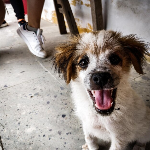 Seção inferior de homem com cão