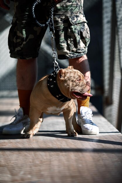 Foto seção inferior de mulher com cão