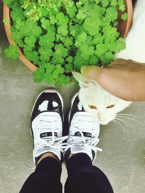 Foto seção inferior de uma pessoa com um gato por planta em vaso