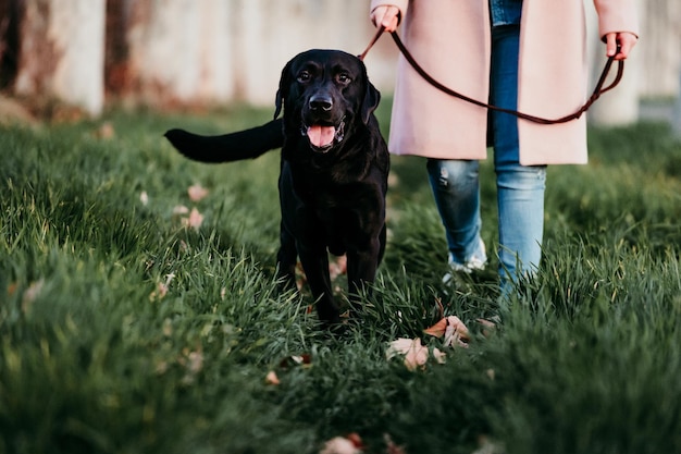 Seção média de mulher com cão no campo