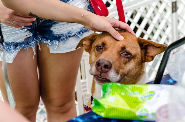 Foto seção média de mulher com cão