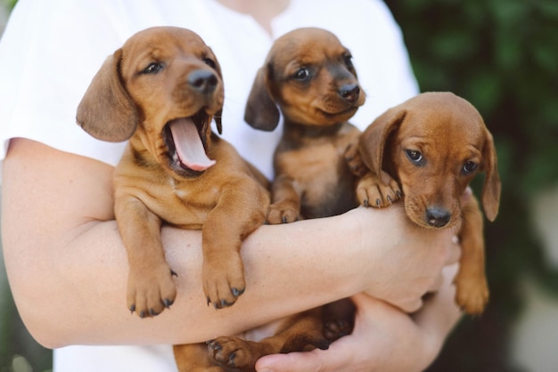Seção média de mulher segurando filhotes de cachorro ao ar livre
