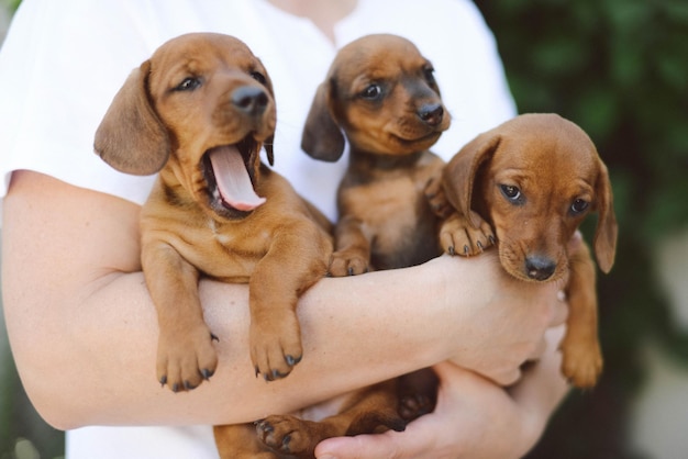 Foto seção média de mulher segurando filhotes de cachorro ao ar livre