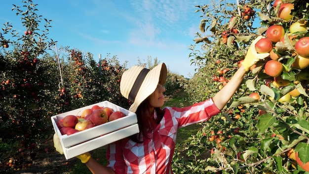 Foto seção média de mulher segurando maçã