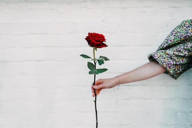 Seção média de mulher segurando rosa vermelha contra a parede branca