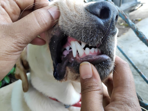 Foto seção média de pessoa com cão