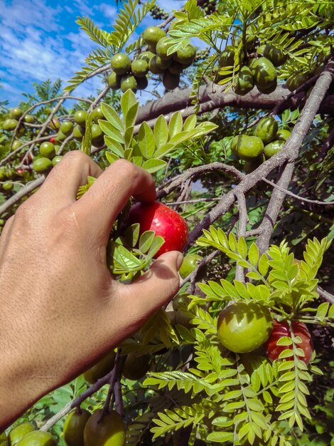 Foto seção média de pessoa segurando frutas