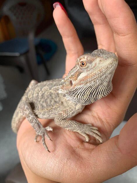 Foto seção média de pessoa segurando lagarto