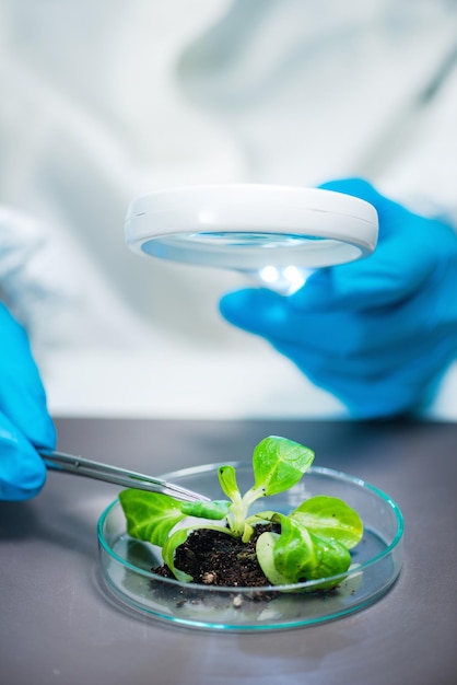 Foto seção média de um cientista segurando uma lupa sobre uma placa de petri com uma amostra de planta