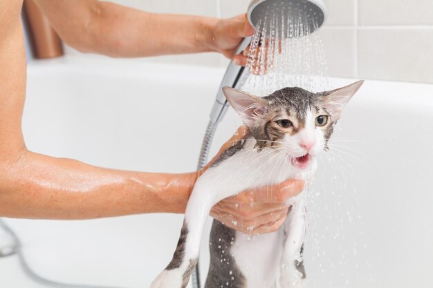 Foto seção média de um gato na casa de banho