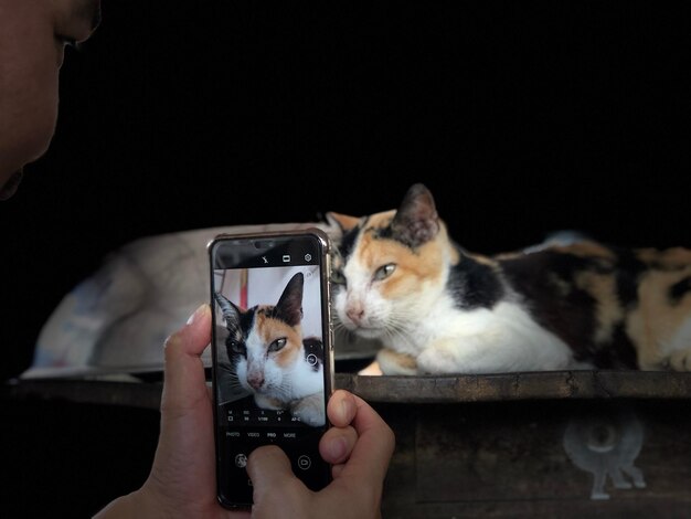 Seção média de um gato segurando um smartphone enquanto está de pé contra um fundo preto