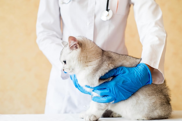 Seção média de um gato