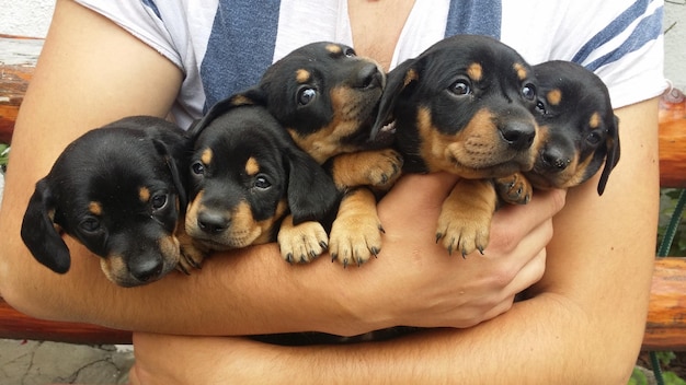 Foto seção média de um homem carregando cachorros