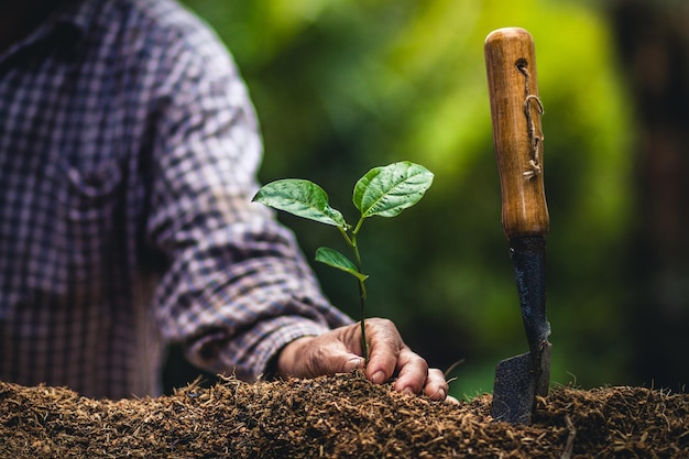 Seção média de um homem plantando uma planta no jardim