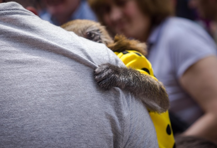 Foto seção média de um homem segurando um cão amarelo