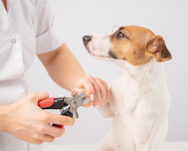Seção média de um homem segurando um cão