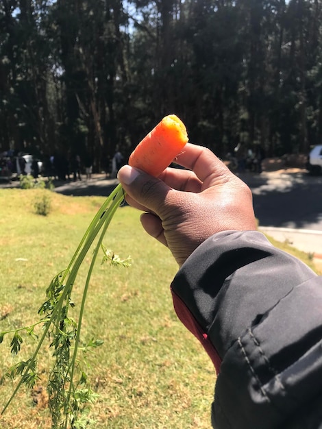 Foto seção média de um homem segurando uma fruta laranja em uma árvore