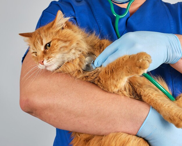 Seção média de um médico segurando um gato contra um fundo cinza