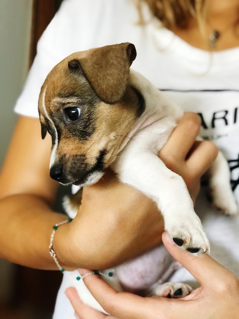 Foto seção média de uma mulher segurando um cachorro em casa