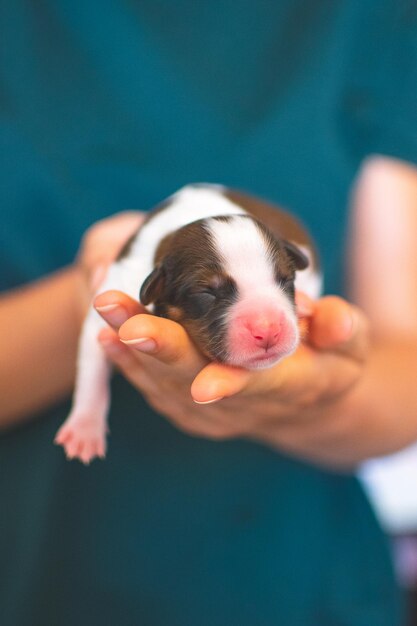 Seção média de uma mulher segurando um cachorro