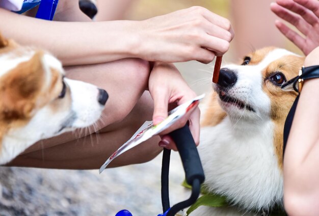 Foto seção média de uma mulher segurando um cachorro