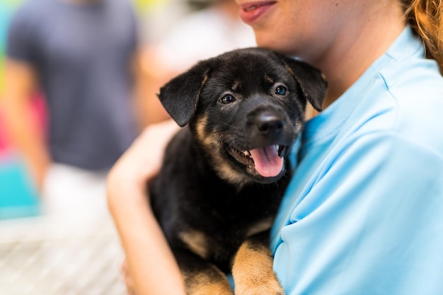 Seção média de uma mulher segurando um cachorro