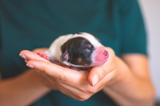 Seção média de uma mulher segurando um cachorro