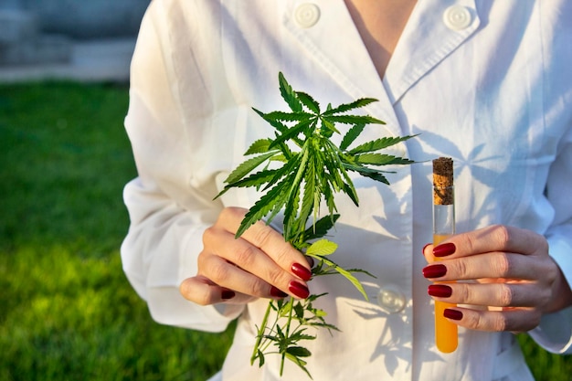 Seção média de uma mulher segurando uma planta de cannabis e um tubo de ensaio com líquido