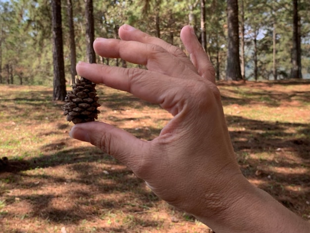 Foto seção média de uma pessoa na floresta