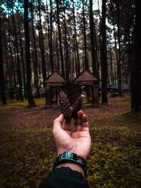 Foto seção média de uma pessoa segurando sementes de pinheiro na floresta