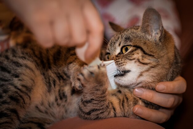 Foto seção média de uma pessoa segurando um gato com um pente