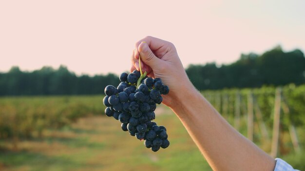 Seção média de uma pessoa segurando uvas em uma vinha