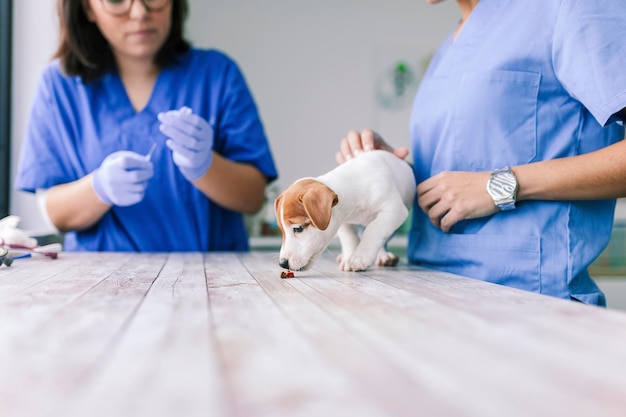 Seção média de uma veterinária examinando um cachorro na clínica
