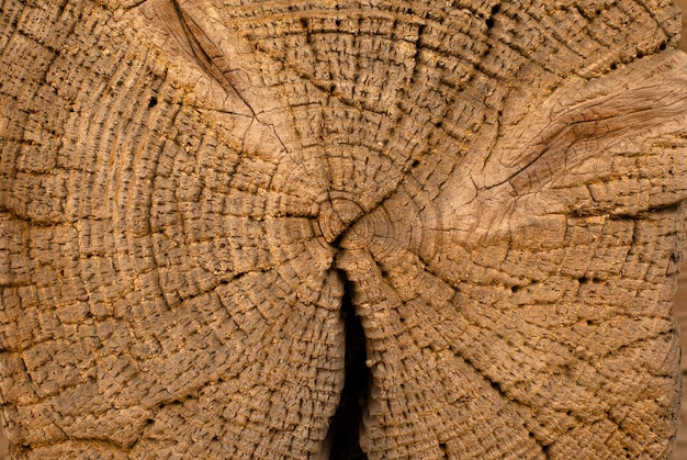 Seção transversal de um tronco de árvore Fundo de madeira