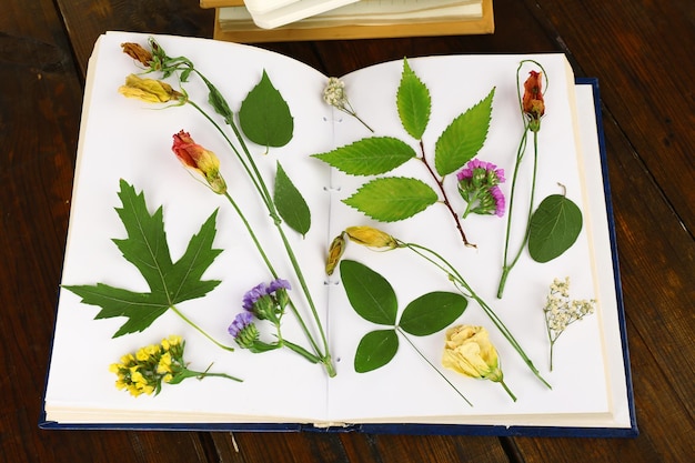 Foto secar plantas no livro sobre a mesa de perto