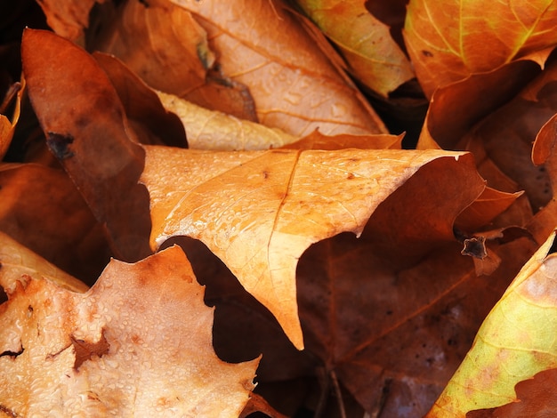 Secas hojas de otoño en el suelo