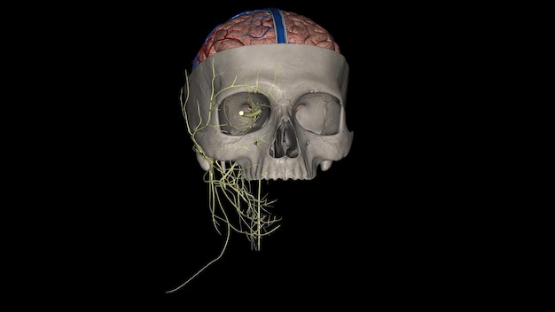 Foto secção do cérebro e do crânio